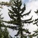 馬蹄蓮雲杉 - Photo (c) CARLOS VELAZCO，保留部份權利CC BY-NC