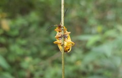 Chauliognathus flavipes