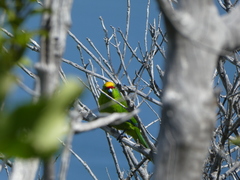 Cyanoramphus auriceps
