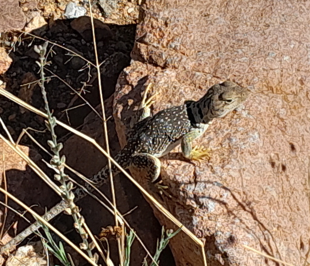 Eastern Collared Lizard from El Paso, TX, USA on May 23, 2023 at 10:09 ...