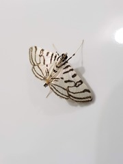 Conchylodes concinnalis