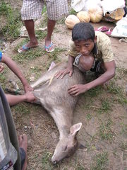 Rusa timorensis