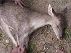 Rusa timorensis