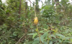 Chauliognathus flavipes