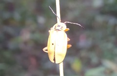 Chauliognathus flavipes