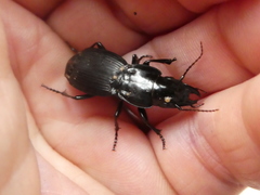 Plocamostethus planiusculus