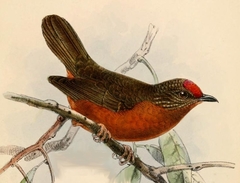 Red-Fronted Antpecker photo 3
