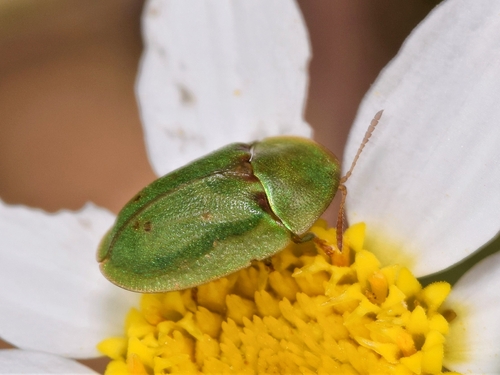 Cassida inquinata