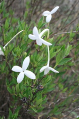 Bouvardia longiflora