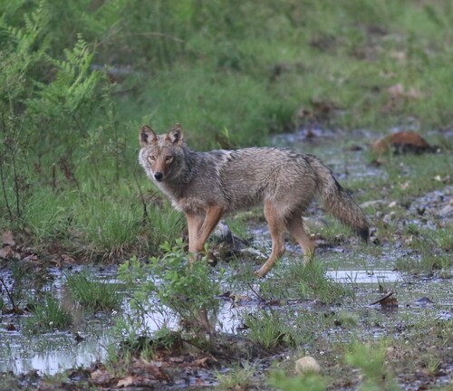 Coyote photographed in Maine
