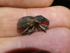 Anagotus rugosus