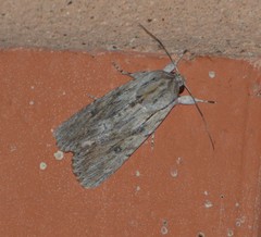 Spodoptera albula