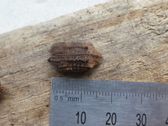 Anagotus stephenensis