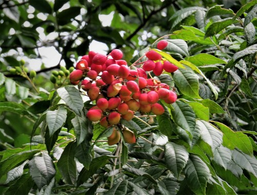 Averrhoidium gardnerianum