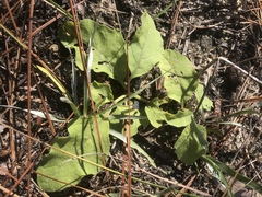 Physalis lanceolata