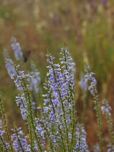 Lilac snapdragon (Anarrhinum bellidifolium)