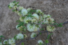 Painteria leptophylla