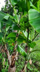 Musa paradisiaca image