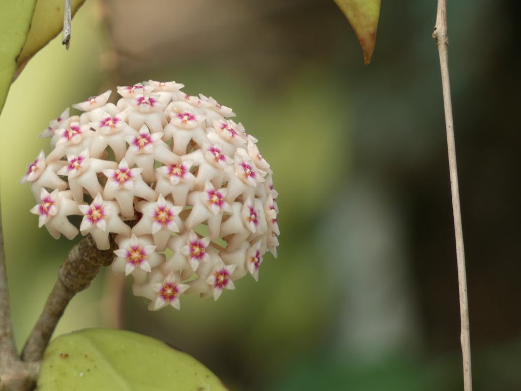Cẩm cù ký sinh – Hoya verticillata