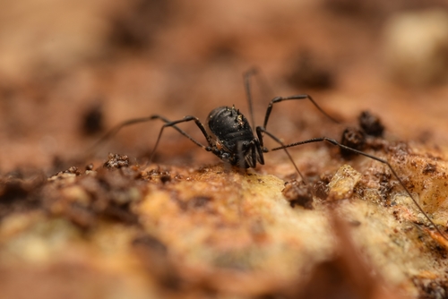 Nemastomella dubia