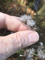 Brickellia eupatorioides eupatorioides