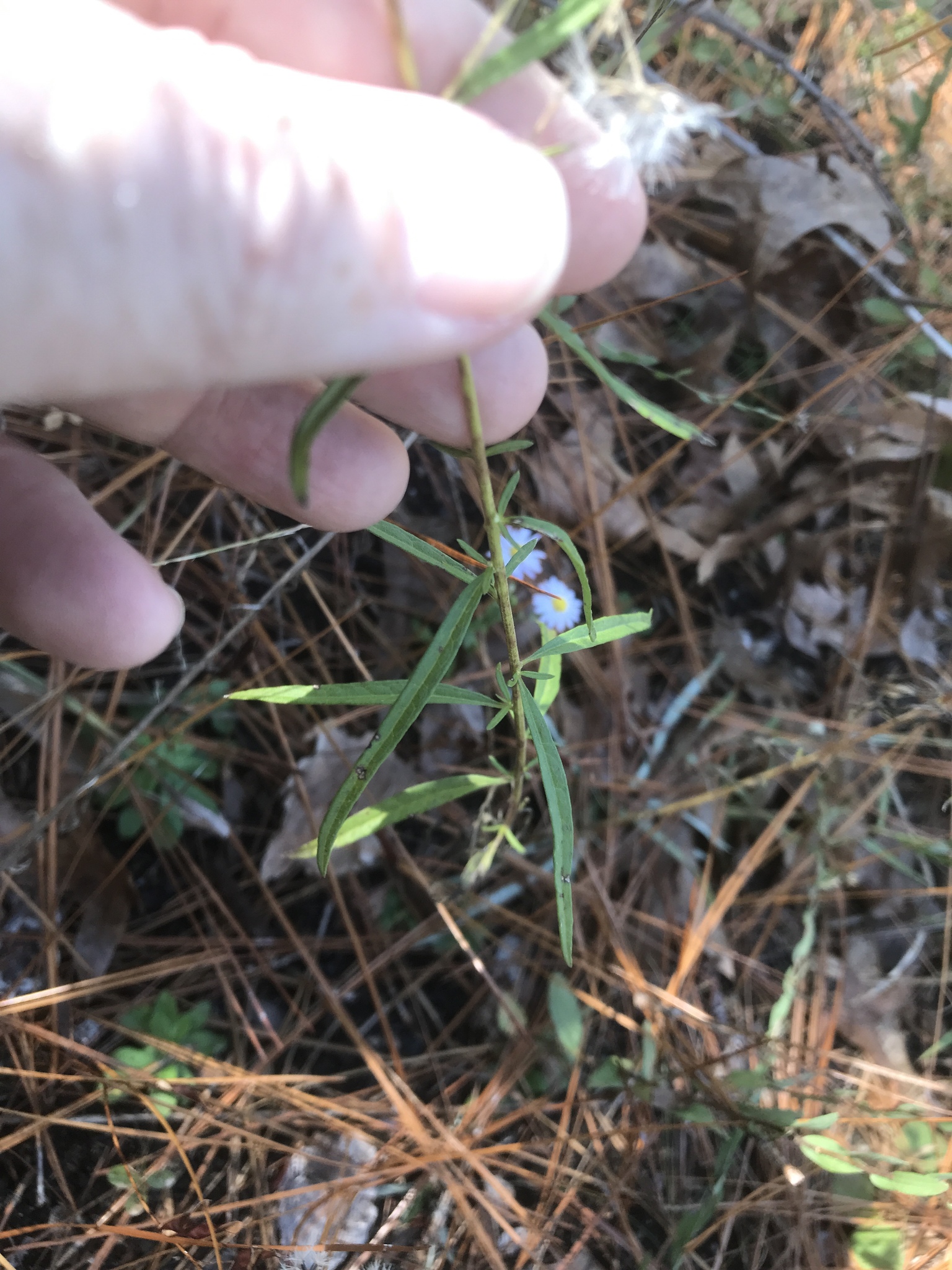 Brickellia eupatorioides var. eupatorioides