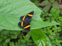 Panara soana