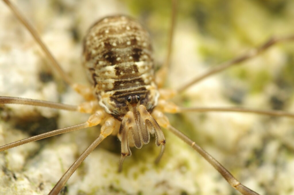 Dicranopalpus catariegensis