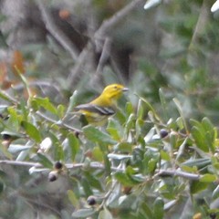 Setophaga virens