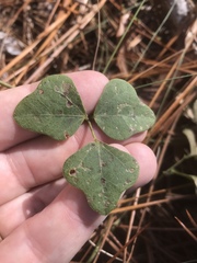 Phaseolus polystachios sinuatus