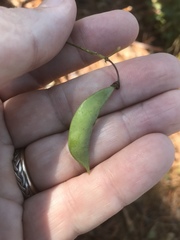 Phaseolus polystachios sinuatus