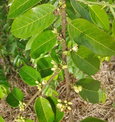 Casearia arborea