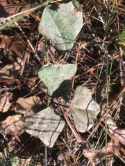 Phaseolus polystachios sinuatus