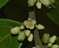 Casearia arborea