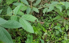 Panara soana