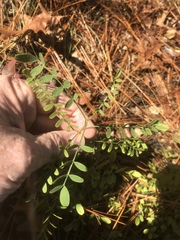 Astragalus michauxii