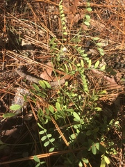 Astragalus michauxii