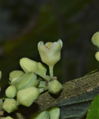 Casearia arborea