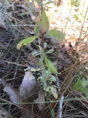 Eupatorium cuneifolium