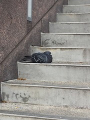 Columba livia domestica