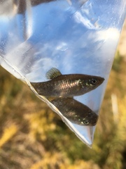 Poecilia mexicana