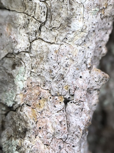 Inoderma byssaceum image