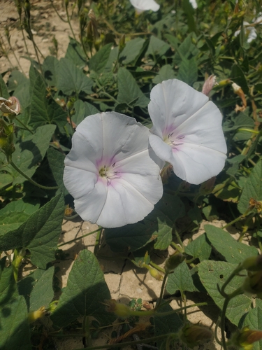 Image of Convolvulus betonicifolius by (c) Mitch Van Dyke, some rights reserved (CC BY)