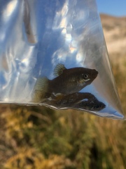 Poecilia mexicana