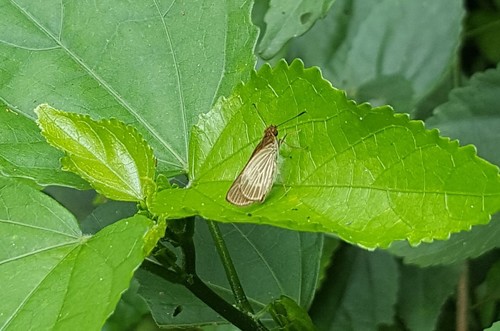 Callimormus corus