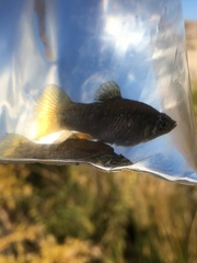 Poecilia mexicana