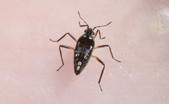 Nesidovelia peramoena