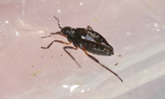 Nesidovelia peramoena