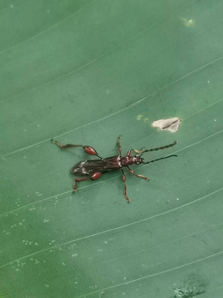 Merionoeda baoshana