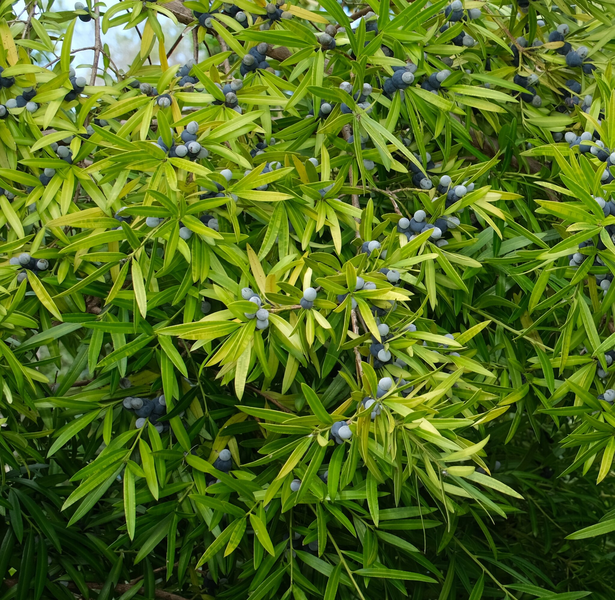 Podocarpus elatus